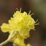 Eriogonum strictum Flower
