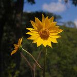 Helianthus occidentalis Flower