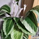 Goeppertia picturata 葉
