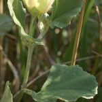 Malvella leprosa Habit