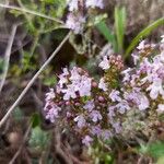 Thymus vulgarisFlor