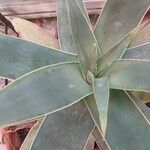 Aloe striata 葉