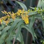 Solidago canadensis Fruct