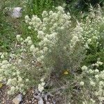 Thymus munbyanus 花