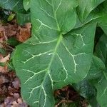 Arum italicum Fuelha