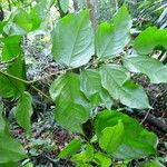 Candolleodendron brachystachyum Leaf