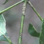 Faramea occidentalis Bark