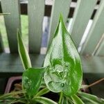 Alocasia cucullata Leaf