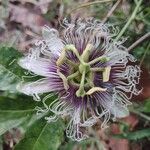 Passiflora edulis花