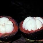 Garcinia mangostana 果實