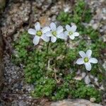 Arenaria balearica Hábito