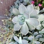 Graptopetalum paraguayense Yaprak