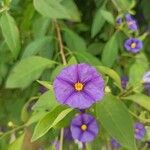 Solanum laciniatum Flower