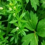 Galium palustre Лист