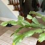 Schlumbergera bridgesii Fulla