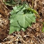 Abutilon grandiflorum Leaf