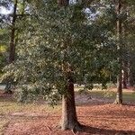 Quercus fusiformis Hábito