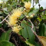 Syzygium wrightii Flor