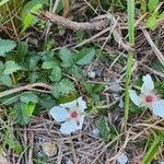 Rubus trivialis Blomst