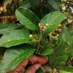 Brunfelsia grandiflora Ďalší