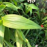 Sobralia macrantha cv. 'Alba' ᱥᱟᱠᱟᱢ