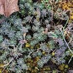 Sedum hispanicum موطن