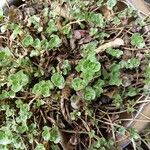 Sedum spurium Blad