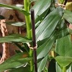 Epidendrum ibaguense Levél
