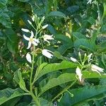 Solanum bahamense Fleur