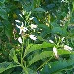 Solanum bahamense Blomma