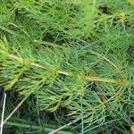 Meum athamanticum Hoja
