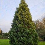 Sequoiadendron giganteumHabitus