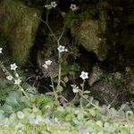 Sedum fragrans Elinympäristö