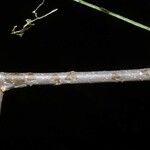 Sideroxylon lycioides Corteza
