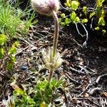 Anemone vernalis Virág