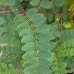 Amorpha fruticosa Leaf