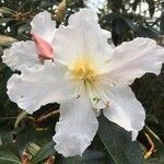 Rhododendron maddenii Flower