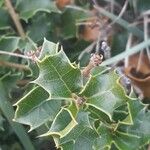 Quercus calliprinos Blatt