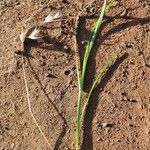 Eragrostis superba Leaf