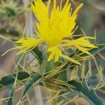 Carthamus oxyacanthus Flower