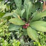 Ardisia elliptica Blatt