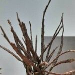 Euphorbia platyclada Hoja