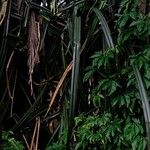 Pandanus urophyllus Leaf