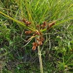 Cyperus ligularis Flor