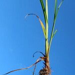 Cyperus imbricatus Leaf