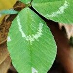 Trifolium repens Hostoa