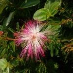 Albizia julibrissinBlüte