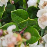 Luma apiculata Blatt