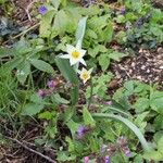 Tulipa biflora Flower