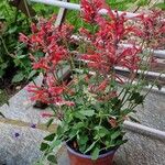 Agastache mexicana Кветка